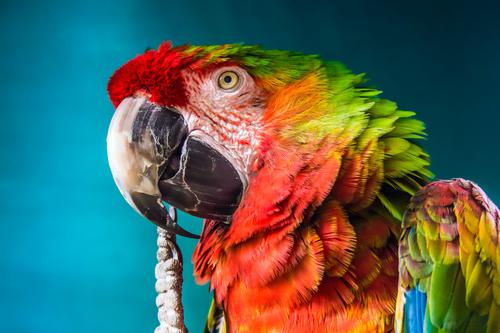 Rainbow Macaw