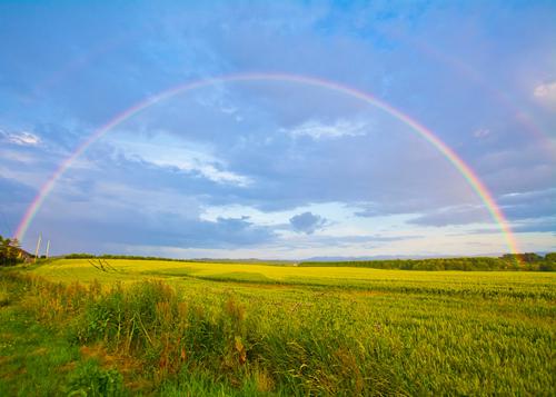 Rainbow over a meadow