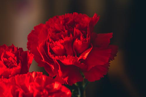 Red carnations