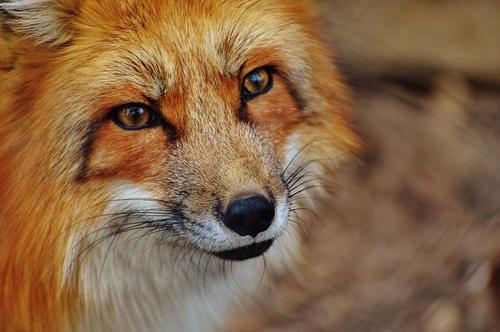 Red fox from up close
