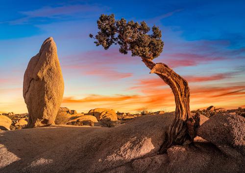Rock and tree in the desert