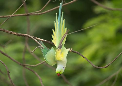 Rose-ring Parakeet