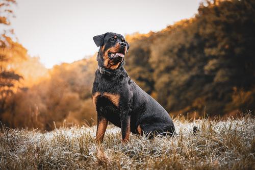 Rottweiler ao pôr do sol