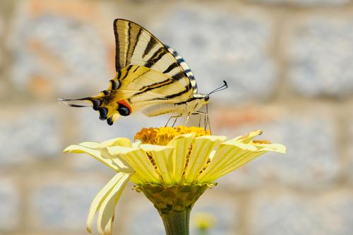 Scarce Swallowtail in a yellow flower