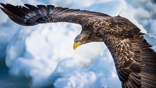 Águia do mar voando sobre o gelo