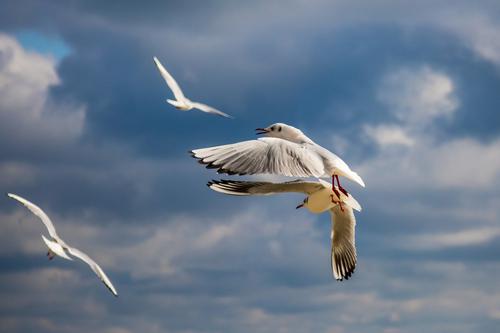 Seagull in Bulgaria
