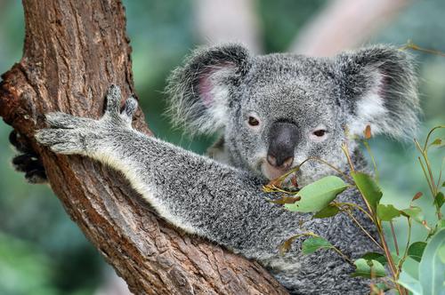 Koala sonriente