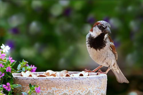 Sparrow in a garden