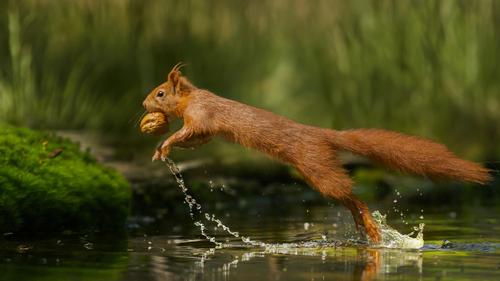 Ardilla corriendo sobre el agua