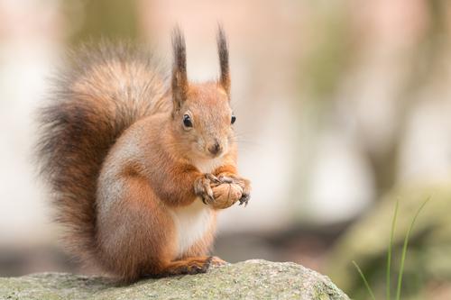 Squirrel with a nut