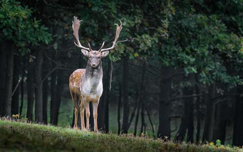 Stag standing in a forest