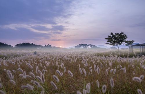 Sunrise in a field