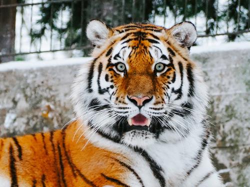 Surprised tiger