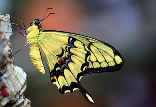 Mariposa macaón con alas cerradas