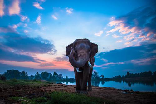 Elefante tailandês