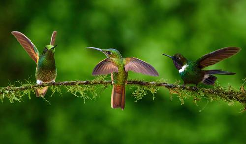 Tres colibríes
