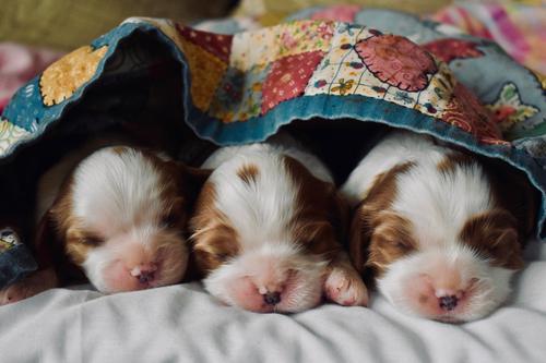 Tres cachorros recién nacidos