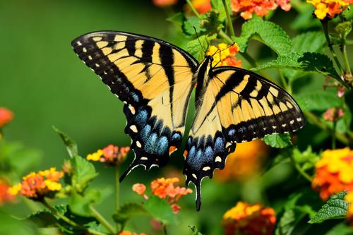 Papilio glaucus con las alas abiertas
