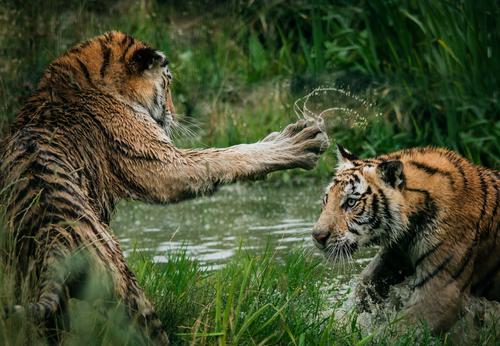 Tigres jugando en el agua