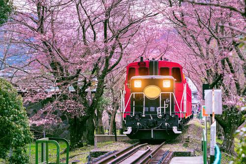 Train running through tunnel of cherry blossoms
