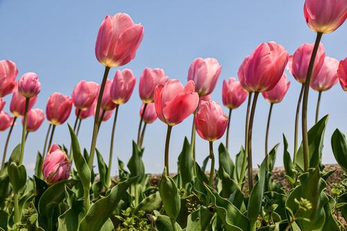 Tulipanes en primavera