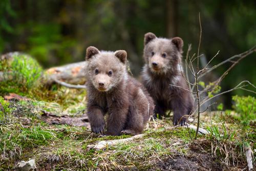 Dois ursinhos