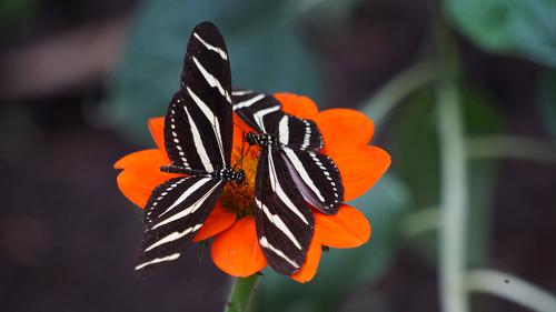 Two butterflies on a flower