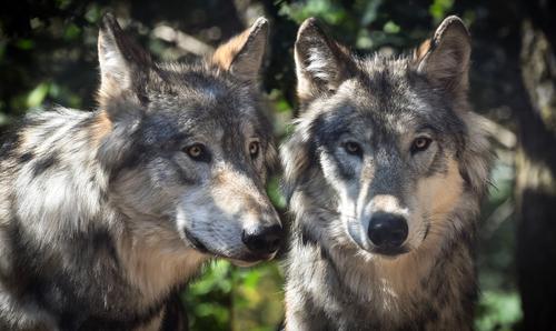 Two gray wolves