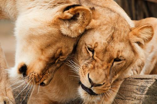 Two sweet lionesses