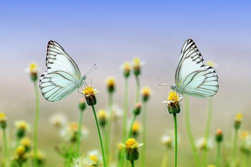 Dos mariposas blancas