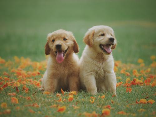 Dos cachorros de labrador