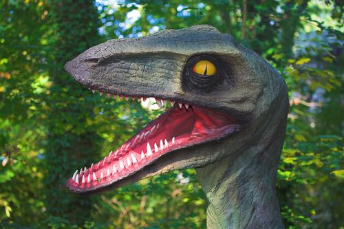 Cabeça de Velociraptor