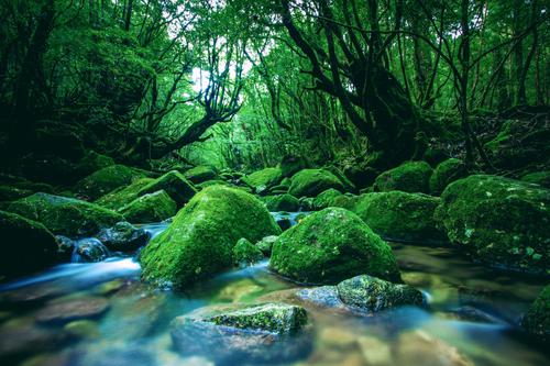 Bosque verde vibrante en Yakushima