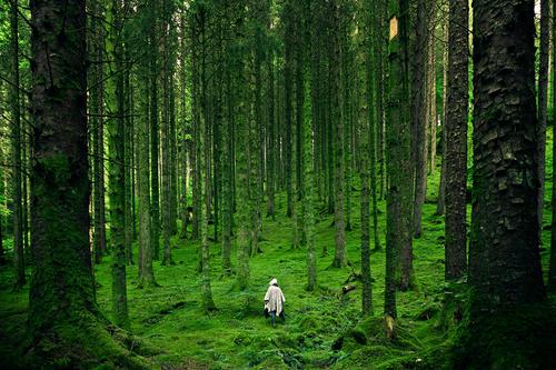 Walking in a green forest