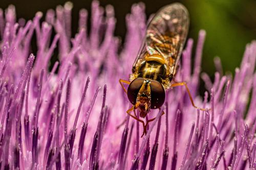 Wasp in purple flowers