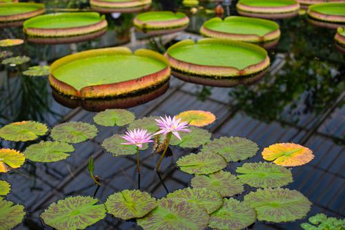 Water lilies in the Royal Botanic Gardens