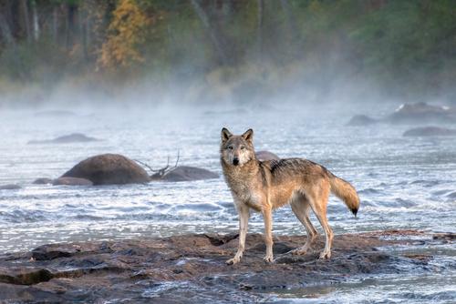 Wet gray wolf