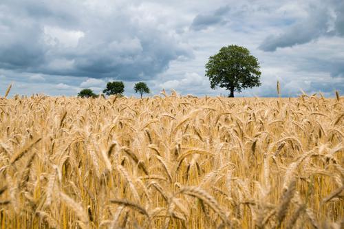 Wheat field in Germany