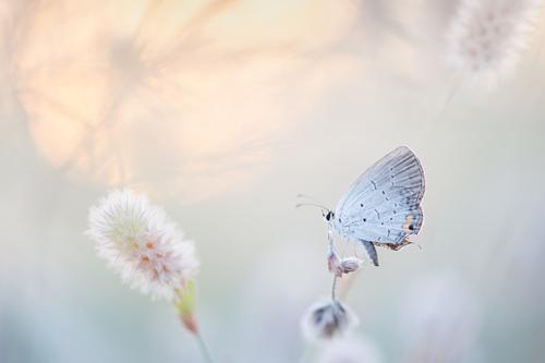 White American butterfly
