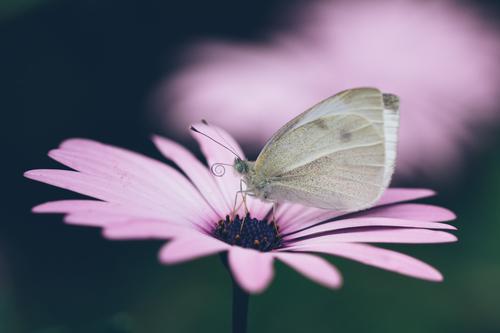 Mariposa blanca sobre una flor lila
