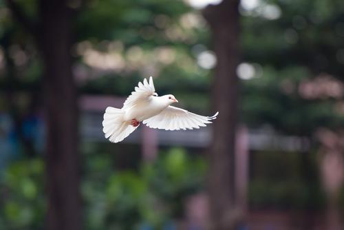 Pomba branca voando
