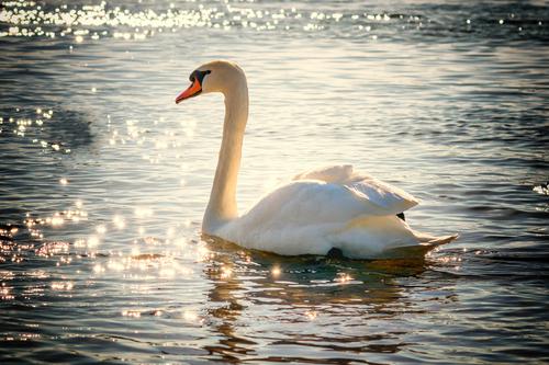 White swan on shining waters