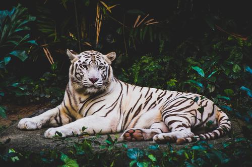 Tigre blanco en Singapur