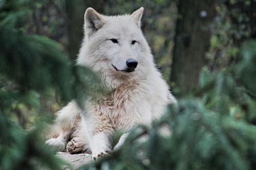 Lobo branco na floresta