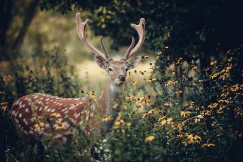 Whitetail deer in a forest
