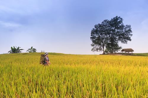 Mulher em um campo de arroz