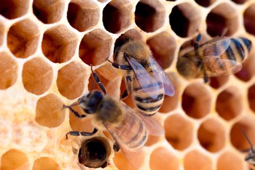 Worker (female) honeybees