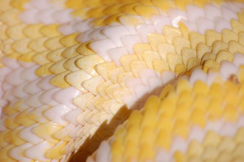 Snake's yellow and white scales