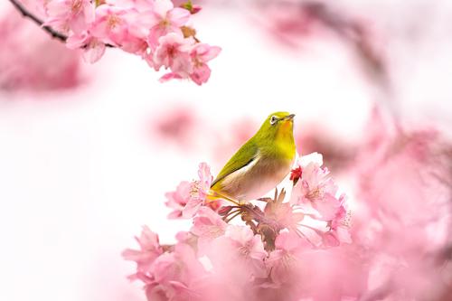Pássaro amarelo em uma árvore florida