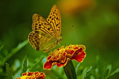 Mariposa amarilla